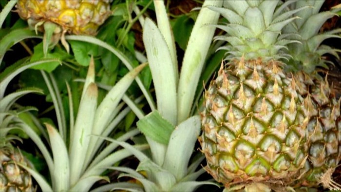 Aksi Unik Polisi Thailand: Tilang Berhadiah Nanas