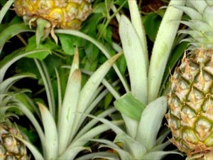 Kalah dari Kosta Rika, RI Hanya Ekspor 5 Ton Nanas ke AS