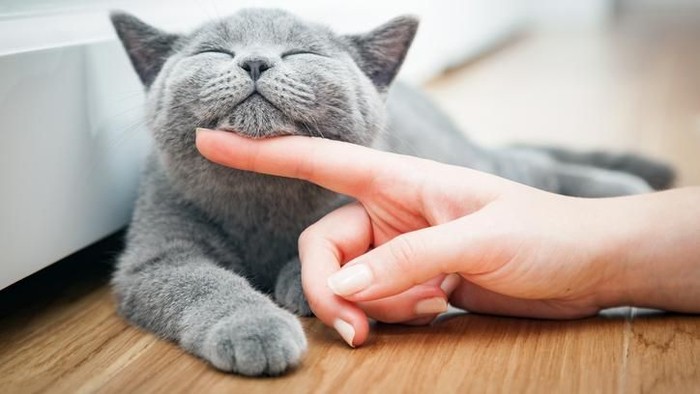 Happy kitten likes being stroked by womans hand. The British Shorthair