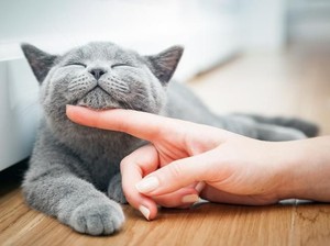 Segera Dibuka! Kafe Kucing Bertema Zaman Edo di Tokyo
