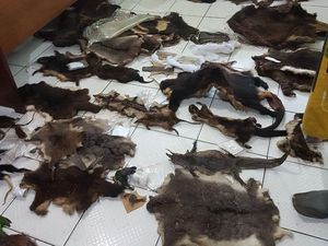 WN AS Ditangkap, KLHK Segera Kerahkan Berkas Penyelundupan Satwa