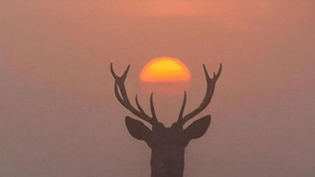 Gambar matahari yang tepat di atas kepala rusa. Foto: Istimewa