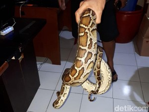 Jual Sanca Bodo, Pemuda Banyuwangi Ini Ditangkap Polisi