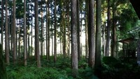 Karena memiliki ekosistem yang unik, UNESCO menjadikan Yakushima sebagai situs warisan dunia pada tahun 1993. Sehingga pulau ini menjadi salah satu daya tarik Jepang yang terkenal sebagai pulau surga. (Barbra Austin/CNN)