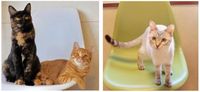 Segera Dibuka! Kafe Kucing Bertema Zaman Edo di Tokyo
