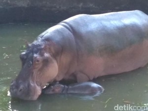 Koleksi Kuda Nil dan Unta Punuk Satu KBS Bertambah