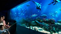 Ada juga aquarium raksasa dengan aneka ikan laut yang keren di SEA Aquarium (Sentosa)  