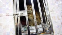 Rata-rata hewan yang dititipkan di Pet Hotel ini adalah kucing dan anjing.