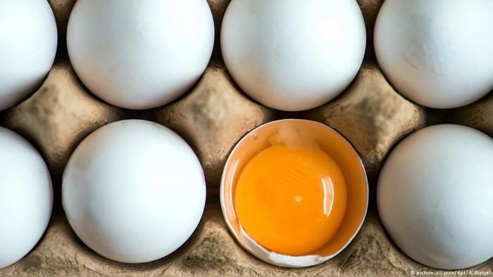 Jerman Temukan Puluhan Ribu Telur Terkontaminasi Insektisida