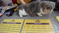 Harga yang ditawarkan pun bervariasi tergantung dari kebutuhan. Jika hewan peliharaan ingin dititipkan di Pet Hotel ini maka harga yang ditawarkan mulai dari Rp 110 ribu hingga Rp 150 ribu. Sedangkan jika hanya untuk perawatan hewan maka harga yang ditawarkan akan berbeda.