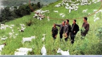 Tampak sebuah lahan menghijau dengan banyak sekali hewan ternak, menggambarkan Korut yang makmur. Tapi banyak dari ternak itu ternyata cuma duplikasi dari ternak lainnya sehingga dipastikan jumlahnya tidak seperti yang terlihat. Foto: Istimewa