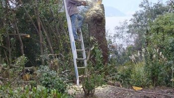 Sesaat lagi dia mungkin terjengkang ke belakang. Foto: istimewa