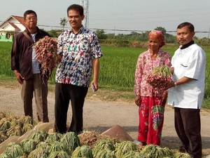 Kementan Klaim Panen Bawang Melimpah hingga Agustus