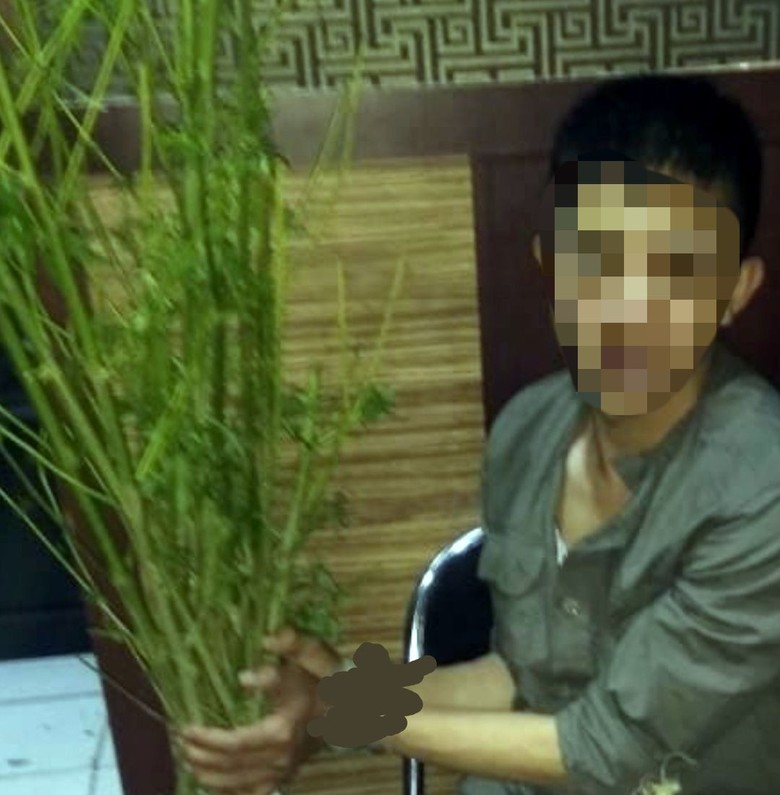 Si Bule Nekat Tanam Ganja di Kebun Teh Sukabumi Si Bule Nekat Tanam Ganja di Kebun Teh Sukabumi