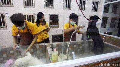 Tempat Penitipan Hewan Ini Tawarkan Servis Layaknya Hotel