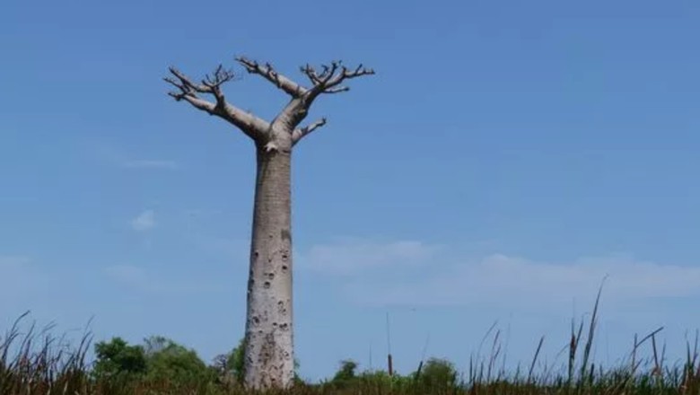 Baobab Berusia 2.500 Tahun di Afrika Tiba-tiba Mati Satu Persatu Baobab Berusia 2.500 Tahun di Afrika Tiba-tiba Mati Satu Persatu