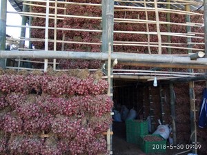 Jelang Lebaran, Kementan Pantau Harga Bawang Merah dan Cabai