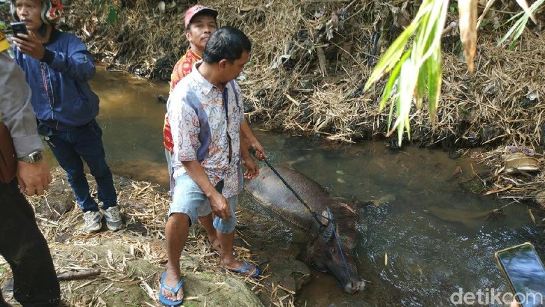 Mengamuk Lukai Warga, Kerbau Ini Ditembak 25 Kali Oleh Polisi