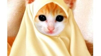 Nah kucing aja pakai baju baru. Foto: Internet