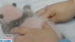 Foto: Mungil! Panda Kembar Lahir di Chengdu China