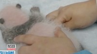 Bayi panda kembar itu belum diberi nama (Foto: Dok. Inside Edition)