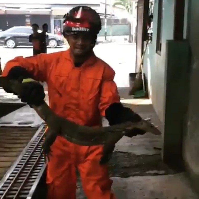 2 Ekor Biawak Ditangkap di Samping Rumah Walkot Jakbar 2 Ekor Biawak Ditangkap di Samping Rumah Walkot Jakbar