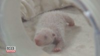Penampakan bayi panda saat masih berwarna merah muda (Foto: Dok. Inside Edition)