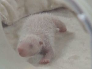Foto: Mungil! Panda Kembar Lahir di Chengdu China