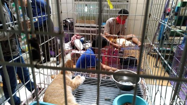 Libur Lebaran, Jasa Penitipan Hewan di Kudus Kebanjiran Order