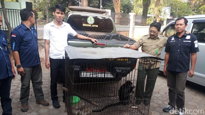Pajang Lutung Demi Tarik Pembeli, Justru yang Datang Polisi Pajang Lutung Demi Tarik Pembeli, Justru yang Datang Polisi