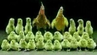 Inilah potret terakhir keluarga ayam sebelum mereka harus dipotong untuk jadi opor ayam Lebaran. Huhuhu, yang sabar ya ayam. Foto: Istimewa