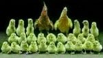 Jadi Incaran Saat Lebaran, Lihat Kocaknya 10 Meme Opor Ayam!