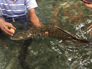Ada Belut Keramat Raksasa di Ambon