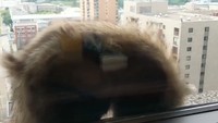 Tagar #mprraccoon juga sempat menggema di Twitter (Foto: Dok. WSYX ABC6)