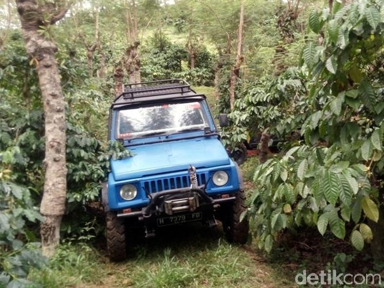 Foto: Seru! Naik Jeep Keliling Kebun Kopi Banaran Foto: Seru! Naik Jeep Keliling Kebun Kopi Banaran