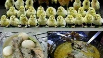 Kasihan keluarga ayamnya. Foto: Internet