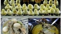 Duh sedih. Ayam ini melakukan foto keluarga sebelum berakhir jadi opor ayam. Jangan-jangan salah satu ayamnya yang sedang kamu makan. Foto: Istimewa