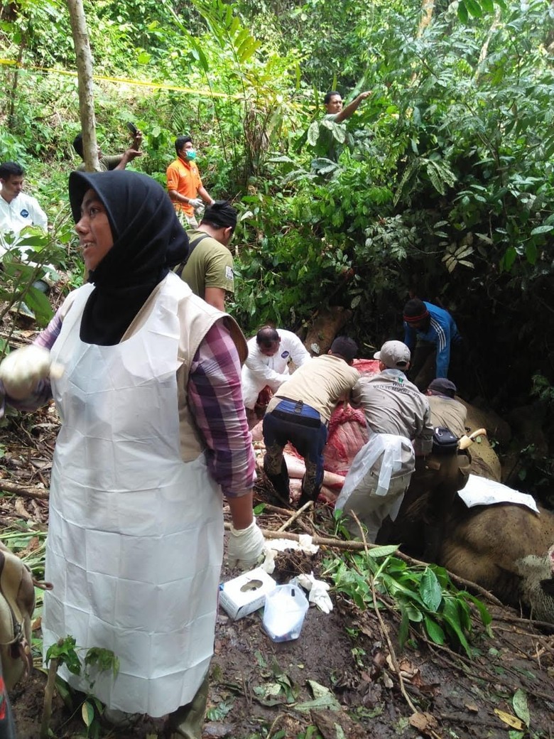KLHK dan Polda Aceh Usut Tuntas Kematian Gajah Bunta KLHK dan Polda Aceh Usut Tuntas Kematian Gajah Bunta