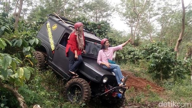 Libur Lebaran Seru di Semarang, Naik Jeep Keliling Kebun Kopi Banaran