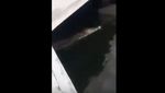 Detik-detik Kemunculan Buaya di Pondok Dayung Tanjung Priok