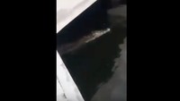 Jumat siang tim Satuan Komando Pasukan Katak (Satpaska) menggunakan perahu dan persenjataan melakukan penyisiran untuk mengamankan buaya tersebut.  (Foto: Dok. screenshot video buaya yang viral)