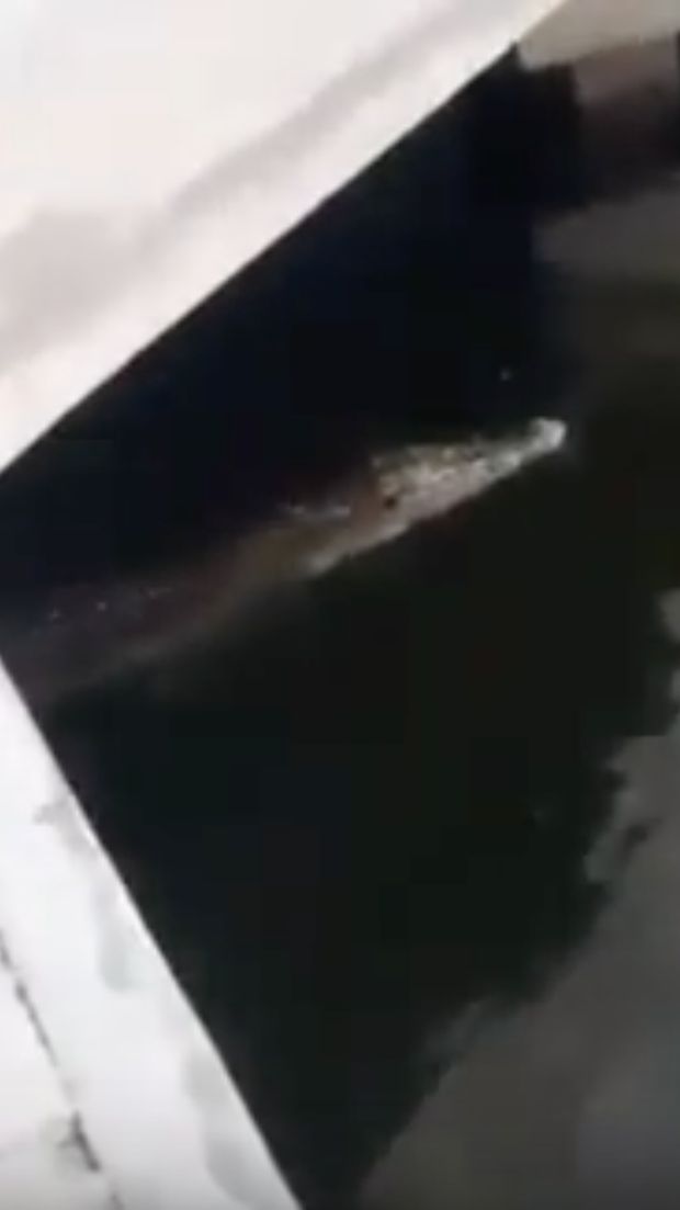 Penampakan buaya di Tanjung Priok pada Kamis (14/6) lalu