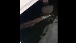 Detik-detik Kemunculan Buaya di Pondok Dayung Tanjung Priok