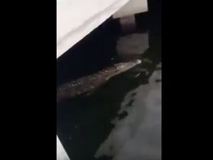 TNI AL-Pemprov DKI Koordinasi Cari Buaya 2,5 Meter di Tanjung Priok