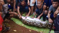 Foto: Peristiwa itu terjadi ketika Wa Tiba mengecek kebunnya di Desa Persiapan Lawela, Kecamatan Lohia, pada Kamis (14/6). Hingga Jumat pagi, Wa Tiba tidak kunjung pulang. (Dok. Istimewa)