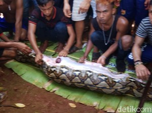 Tentang Ular Sanca yang Telan Wanita Bulat-bulat