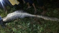 Seekor ular piton menelan bulat-bulat seorang petani sawit bernama Akbar di Karossa, Mamuju Tengah, Sulawesi Barat. (Foto: Dok. Polda Sulbar via BBC)