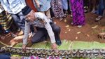 Foto: Ini Ular Sanca yang Makan Wanita Bulat-bulat di Sultra