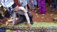 Foto: Ular itu dibawa warga dan saat badannya dibelah, ditemukan jasad Wa Tiba. (Dok Polres Muna)