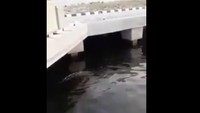 Tim pemburu buaya dari TNI Angkatan Laut (AL) memastikan buaya itu tidak mengarah ke Ancol.  (Foto: Dok. screenshot video buaya yang viral)